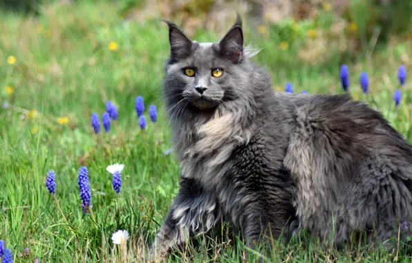 Кошка, трава, кот, взгляд, морда, цветы, природа, поза