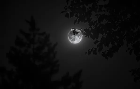 Space, Moon, night, full moon