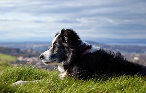 Картинка небо, трава, собака
