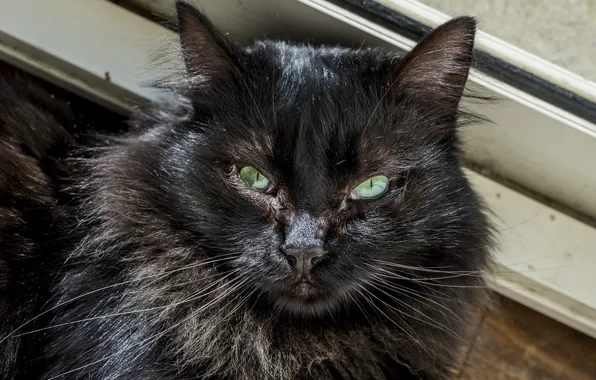 Картинка кошка, глаза, кот, взгляд, черный