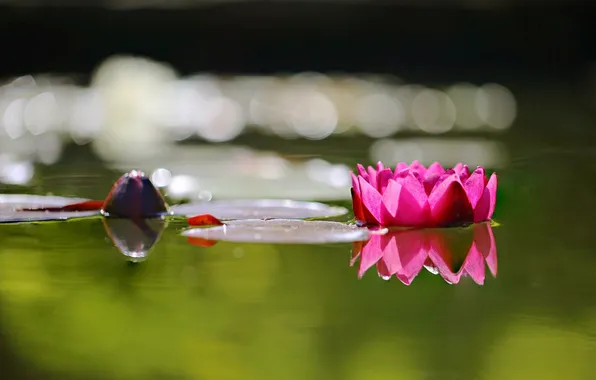 Цветок, вода, листок, лотос, water, a flower, a Lotus leaf