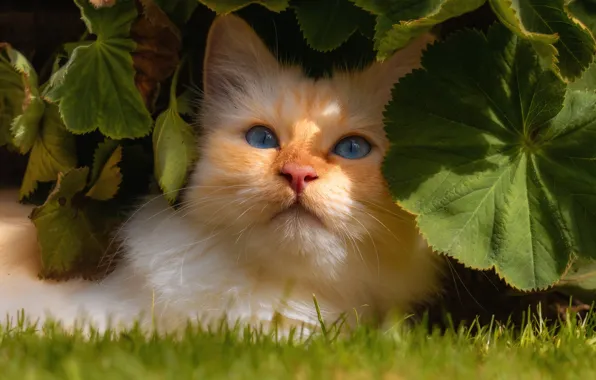 Картинка кошка, кот, взгляд, листья, рыжий, мордочка, котейка