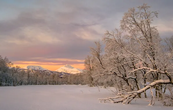 Зима, снег, деревья, горы, Норвегия, Norway, Troms, Тромс