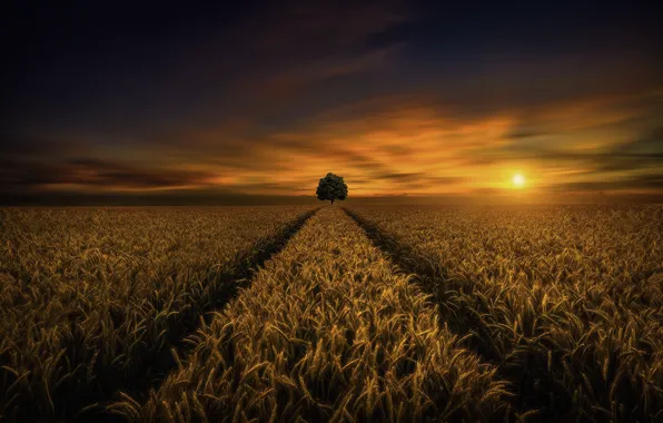 Пшеница, поле, закат, дерево, Saydani Hmetosche