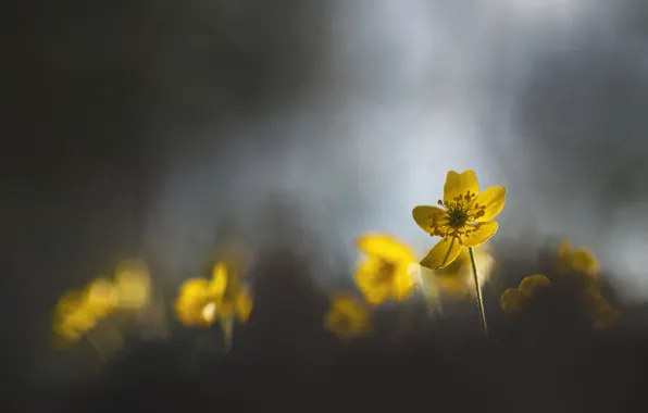 Цветы, природа, весна