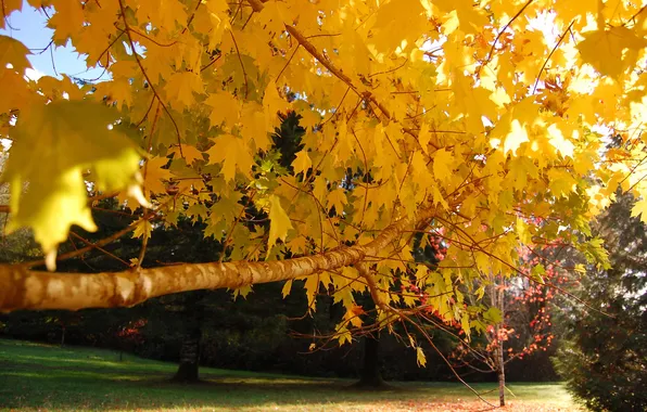 Осень, листья, парк, дерево