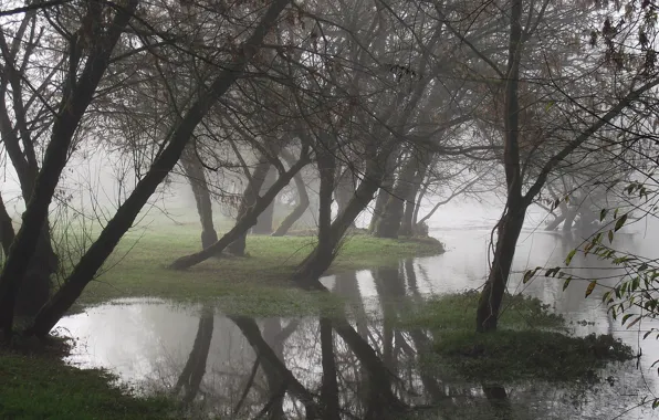 Картинка вода, деревья, туман, отражение