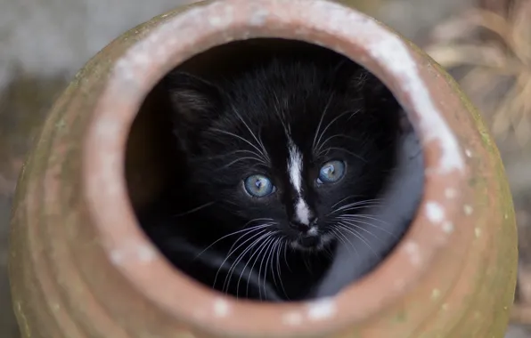 Кошка, кот, взгляд, котенок, черный, игра, маленький, малыш
