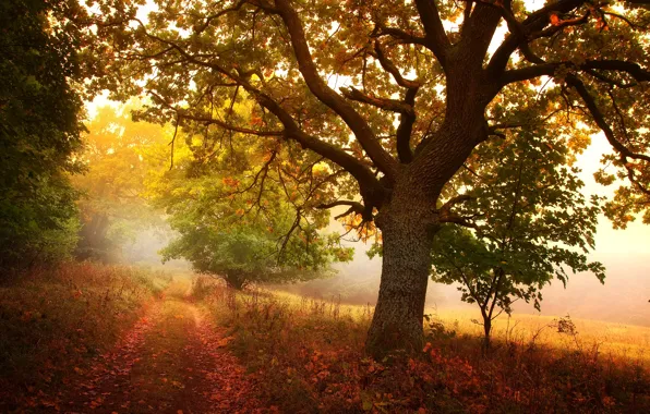 Картинка осень, листья, деревья, тропа