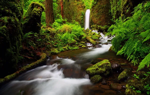 Картинка лес, природа, река, фото, водопад, Oregon, Columbia