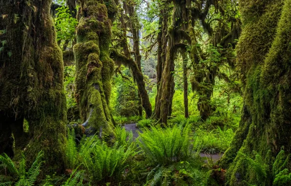 Картинка деревья, мох, США, Olympic National Park