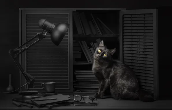Картинка кошка, глаза, кот, взгляд, свет, фон, черный, лампа