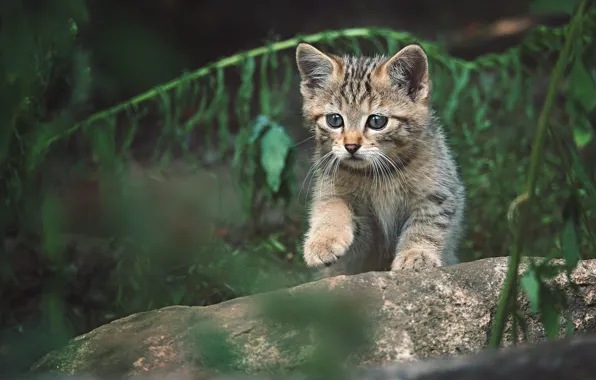 Кот, поза, темный фон, котенок, малыш, дикий, лесной