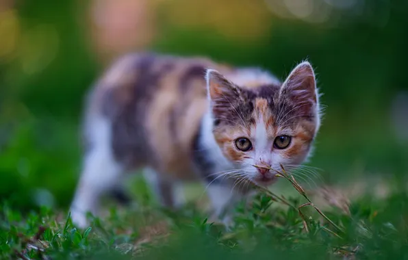 Кошка, взгляд, поза, котенок, мордашка