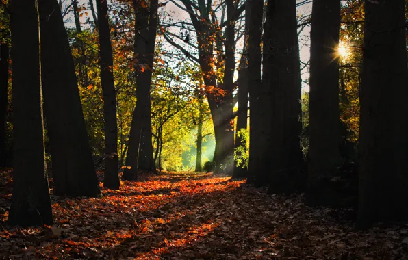 Лучи, деревья, утро, Осень, листопад, роща, autumn