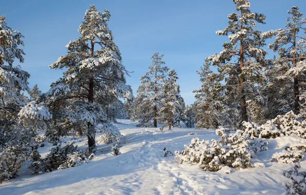 Зима, лес, снег, деревья, Швеция
