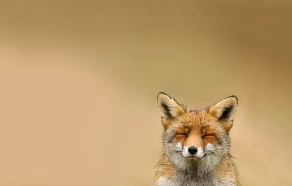 Картинка животное, лисица, улыбается
