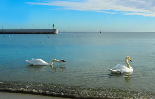 Swan, sea, bird, water