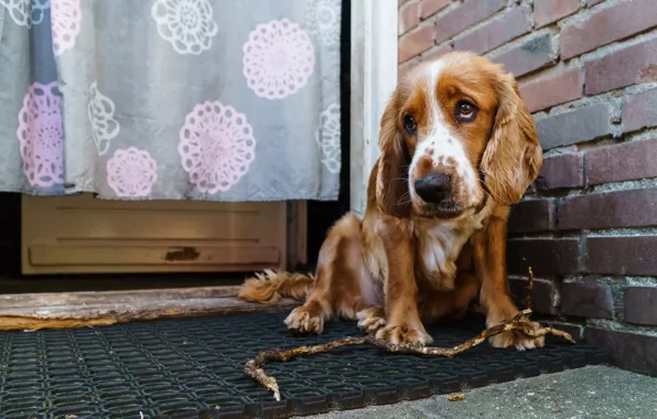Друг, дома, собака, English Cocker Spaniel