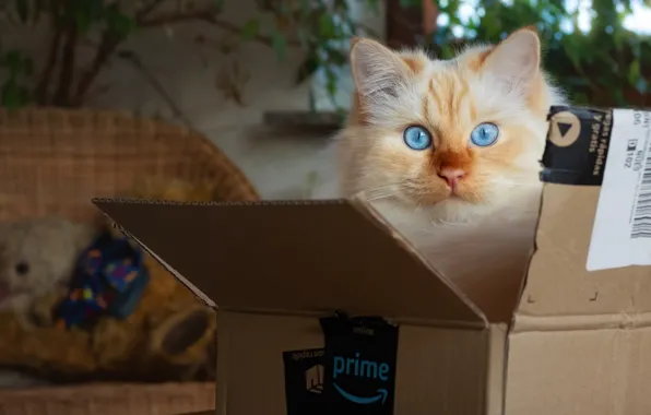 Кошка, кот, взгляд, комната, коробка, игра, голубые глаза, выглядывает