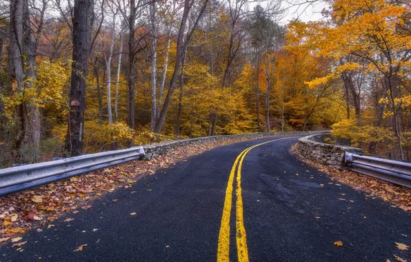 Картинка дорога, осень, лес