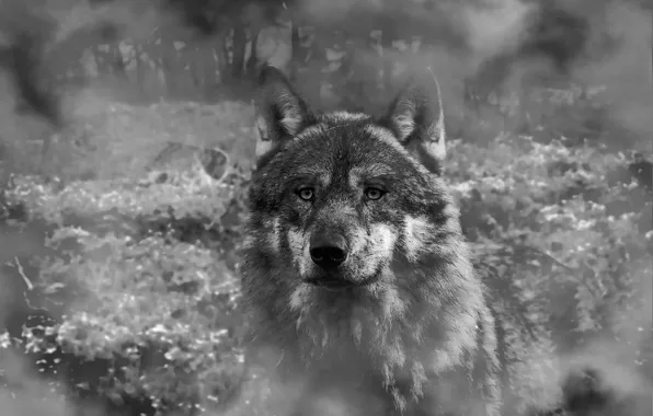 Картинка nature, snow, predator, face, animal, wolf, wildlife, portrait