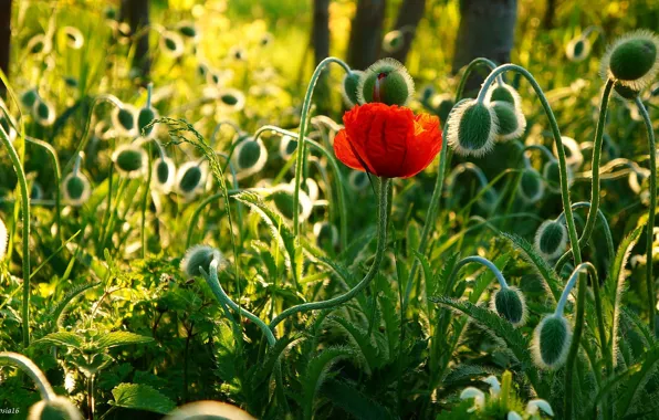 Flower, field, poppy
