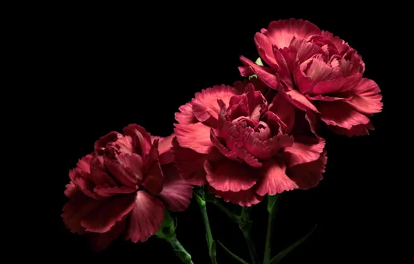Цветы, фон, гвоздики