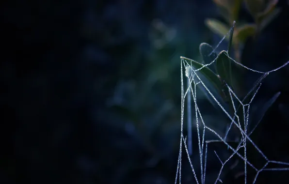 Картинка листья, темно, растение, паутина, паутинка
