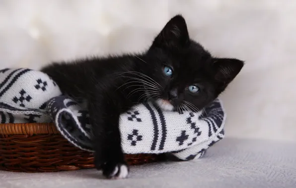 Взгляд, котёнок, голубые глаза, чёрный котёнок