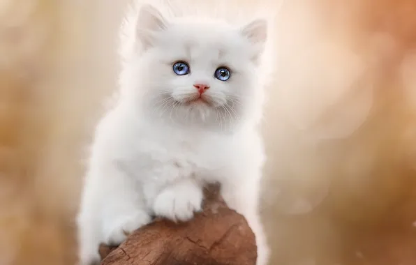 Кошка, белый, взгляд, природа, поза, котенок, милый, коряга