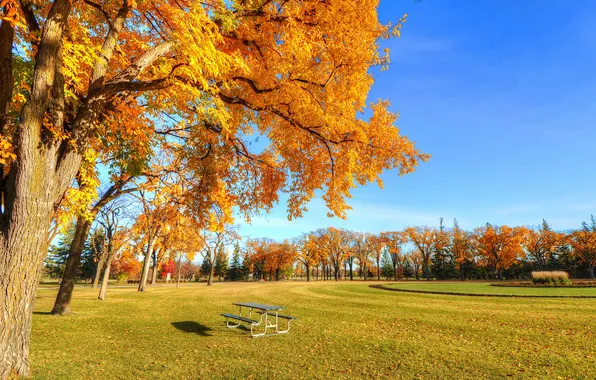 Картинка осень, небо, трава, деревья, парк, стол, скамья
