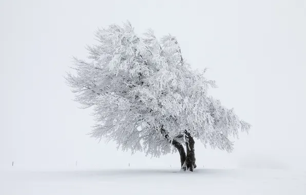 Картинка зима, снег, природа, дерево