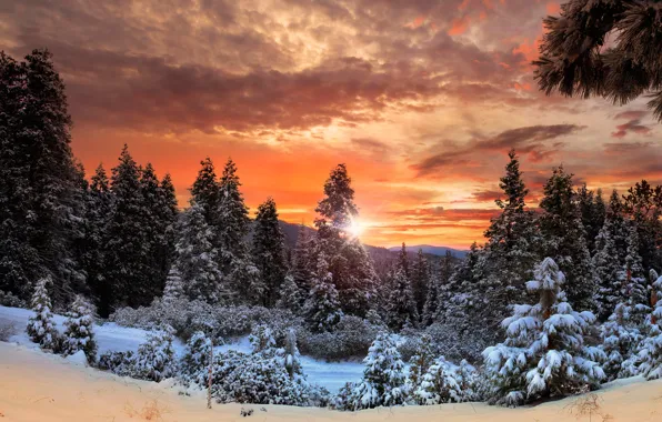 Картинка зима, лес, небо, облака, снег, деревья, горы, Канада