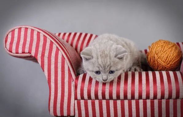 Кошка, клубок, котенок, серый, фон, диван, диванчик, нитки