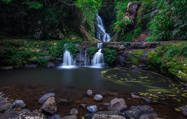 Картинка лес, река, водопад, Австралия, Lamington National Park, Elabana Falls