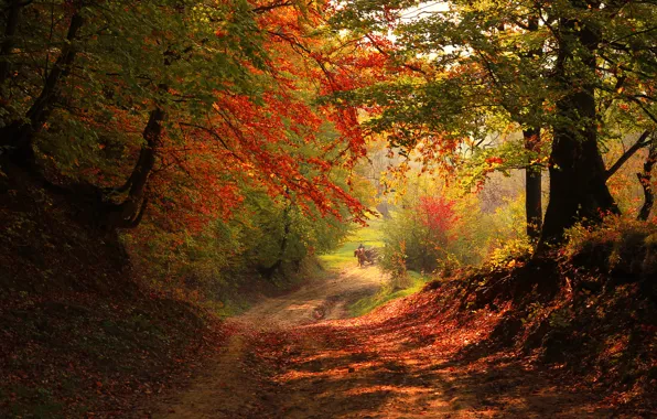 Картинка дорога, осень, лес, деревья, лошадь, телега
