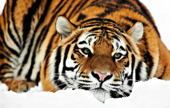 Картинка зима, снег, Тигр, лежит