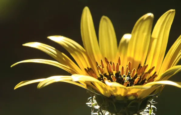 Цветы, природа, лепестки