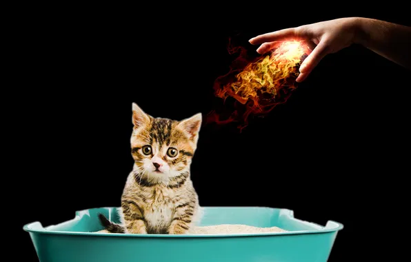 Картинка fireball, cat, hand