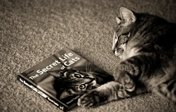 Кошка, кот, поза, лапы, спит, лежит, книга, cat