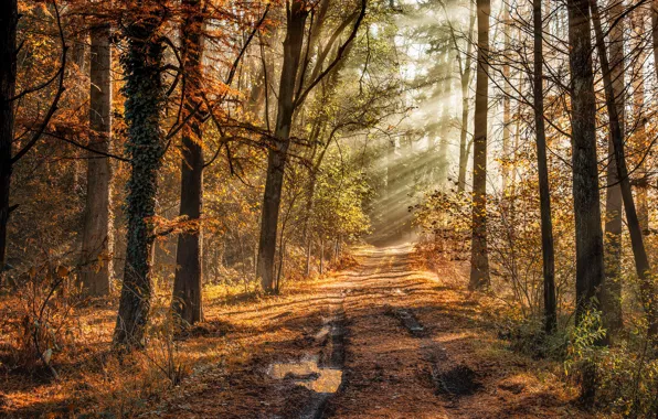 Картинка дорога, осень, лес, колея