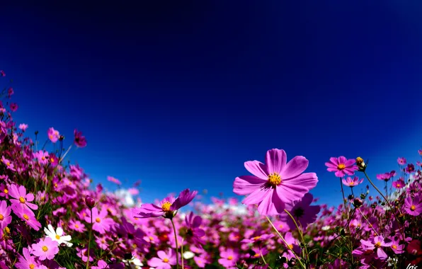 Картинка лето, небо, цветы, розовая, космея