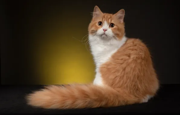 Картинка кот, фон, пушистый, рыжий, хвост, Британская длинношёрстная кошка, Наталья Ляйс