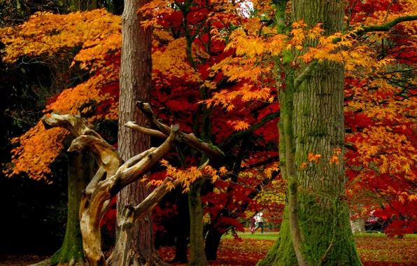 Осень, листья, деревья, парк, Nature, листопад, trees, park