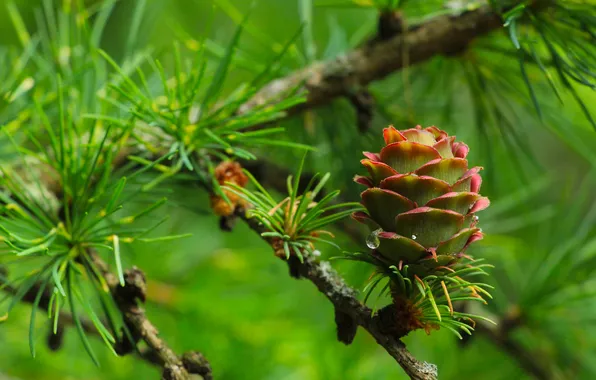 Pine, twig, cone