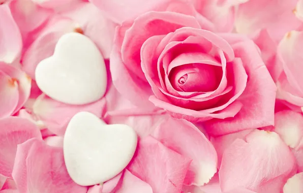 Картинка цветок, розовый, роза, сердца, лепестки, бутон, сердечки, белые