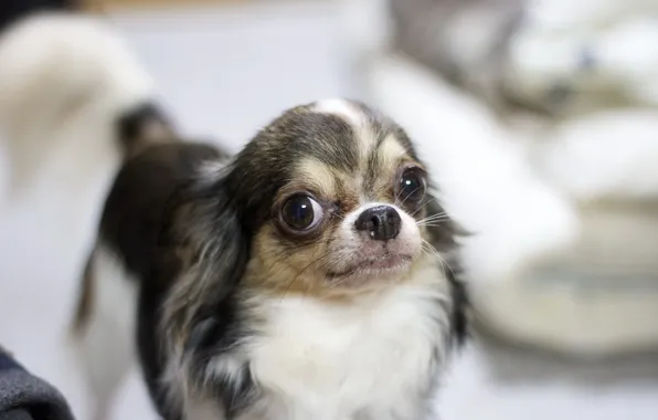 Взгляд, фон, собака