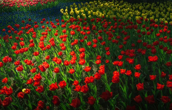 Парк, весна, сад, тюльпаны, клумба