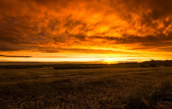 Поле, небо, пейзаж, закат